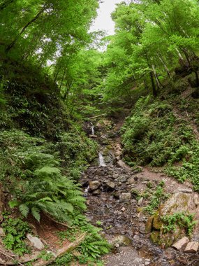 Yaz orman güçlü akışında. Şelale orman.