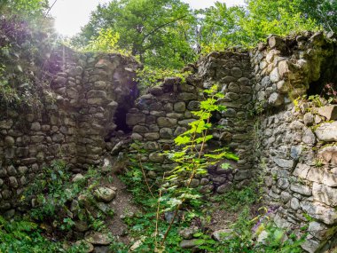 Yoğun bir yeşil orman eski bir taş kale kalıntıları