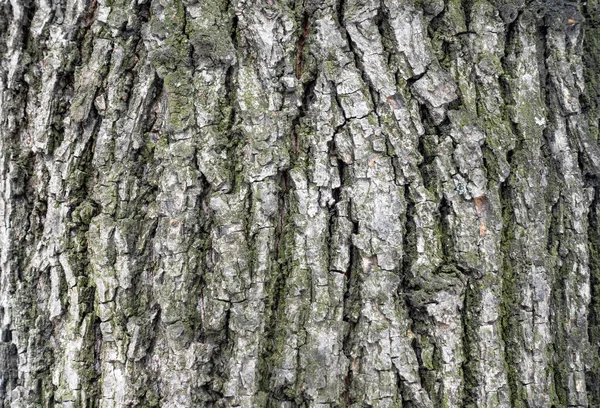 O latido de uma árvore velha. Casca de larício . — Fotografia de Stock