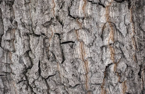 La corteza de un árbol viejo. Corteza de alcornoque . — Foto de Stock