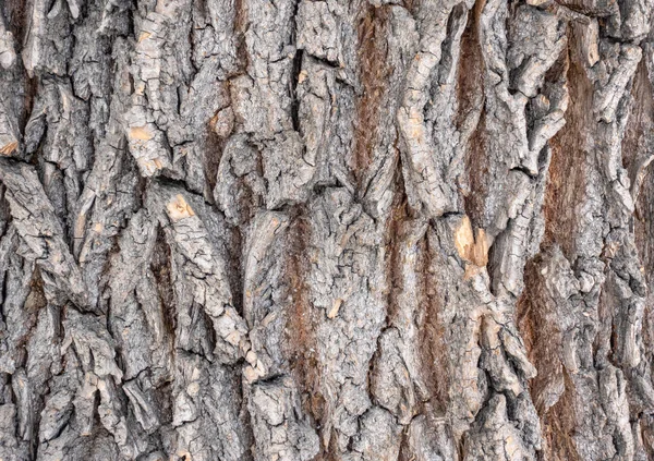 Die Rinde eines alten Baumes. Lärchenrinde. — Stockfoto