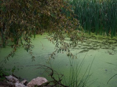 Yeşil bataklık gün batımı ışık yaktı.