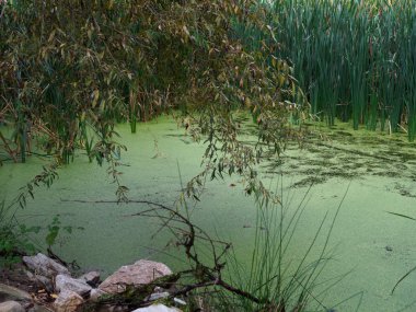 Yeşil bataklık gün batımı ışık yaktı.