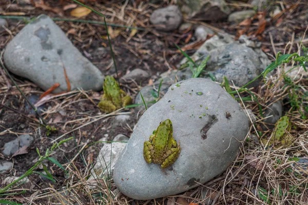 Varias ranas están sentadas en las rocas en la orilla de un lago . —  Fotos de Stock