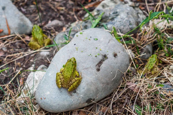 Varias ranas están sentadas en las rocas en la orilla de un lago . —  Fotos de Stock