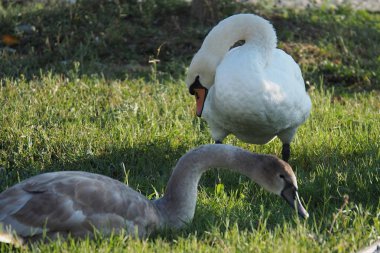 Beyaz bir kuğu ve yeşil çim üzerinde gri bir kaz