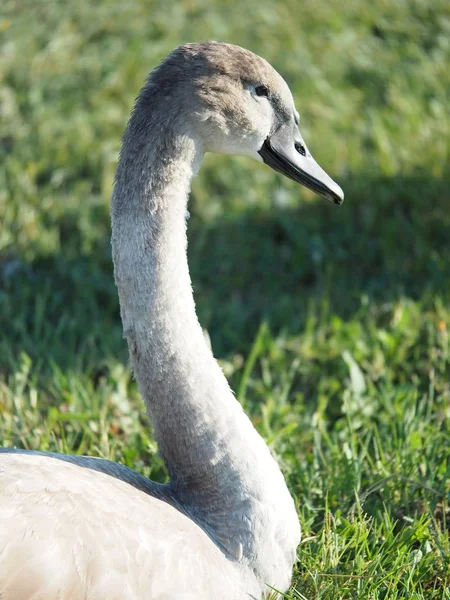 De nek en het hoofd van een wilde grijze zwaan — Stockfoto