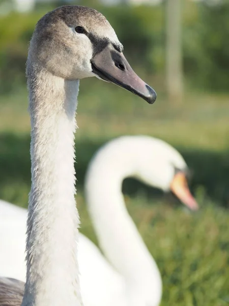 O pescoço e a cabeça de dois cisnes cinzentos selvagens — Fotografia de Stock