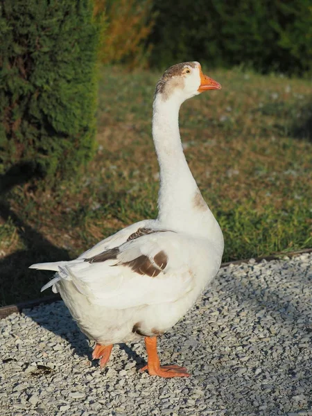 Gray Goose is walking along the path — Stock Photo, Image
