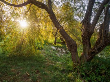 Gölet kıyısında parkta güzel gün batımı.