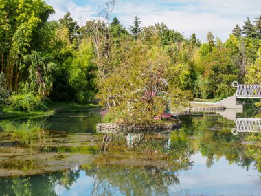 Kıyılarda ağaçları olan bir gölet. Mavi gökyüzünün sudaki bulutlarla yansıması. Siyah kuğu bir şehir parkında bir gölet te yüzüyor.