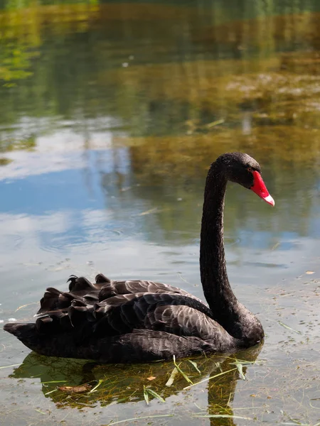 Um cisne preto com um bico vermelho está nadando em uma lagoa. Cygnus atratus — Fotografia de Stock