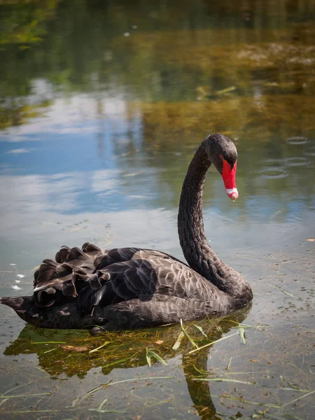 Um cisne preto com um bico vermelho está nadando em uma lagoa. Cygnus atratus — Fotografia de Stock