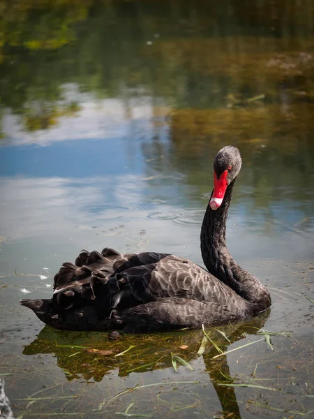 一只红嘴黑天鹅在池塘里游泳。西格纳斯·atratus — 图库照片