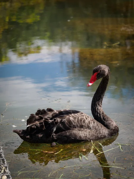 Um cisne preto com um bico vermelho está nadando em uma lagoa. Cygnus atratus — Fotografia de Stock