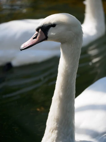 Halsen och huvudet på en vit svan. Cygnus olor — Stockfoto