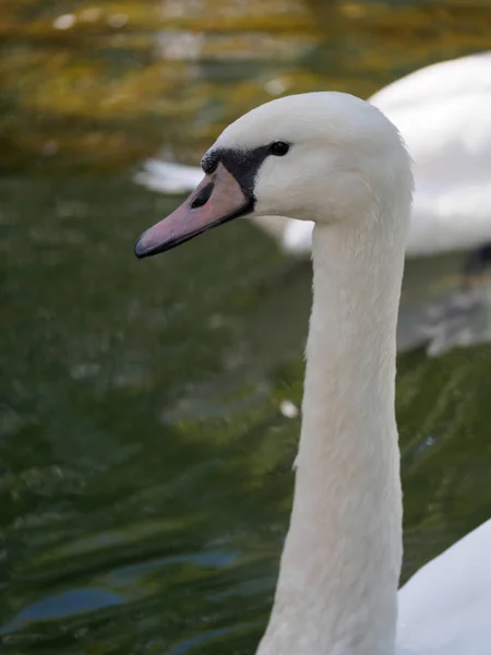 El cuello y la cabeza de un cisne blanco. Cygnus olor —  Fotos de Stock