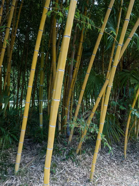 Hoge struikgewas van bamboe. — Stockfoto