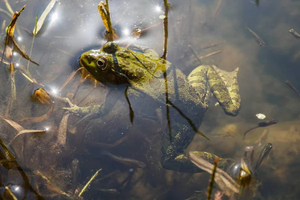 Rana verde con renacuajos en agua — Foto de Stock
