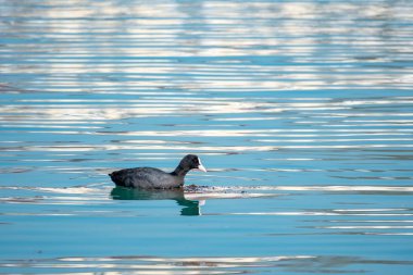 Siyah ördek Avrasya coot Fulica atra mavi suda yüzüyor.