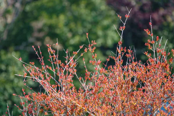 枝の間に赤い葉とクモの巣を持つ茂み. — ストック写真