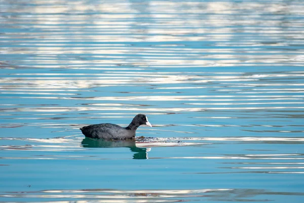 Siyah ördek Avrasya coot Fulica atra mavi suda yüzüyor.