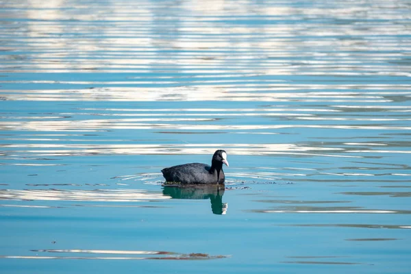 Anatra nera folaga eurasiatica Fulica atra sta nuotando in acqua blu . — Foto Stock