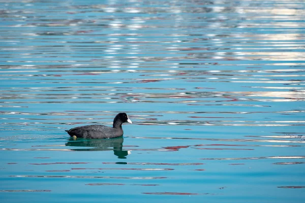 Black duck Eurasian coot Fulica atra is swimming in blue water. — Stock Photo, Image