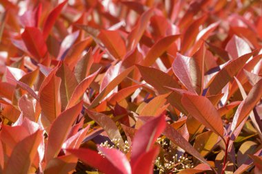 Genç kırmızı-turuncu yaprakları ile çalıdalları