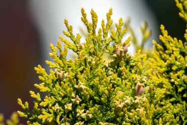 Bir thuja ağacının yeşil dalları ve taze yaprakları.