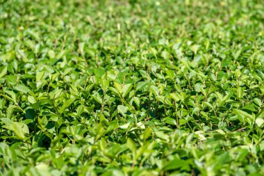 Kesilmiş dalları ve genç yaprakları ile yeşil çalılar.