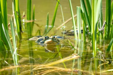 Büyük yeşil bir kurbağa bataklıkta oturur..