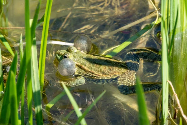 Een grote groene kikker zit in het moeras. — Stockfoto