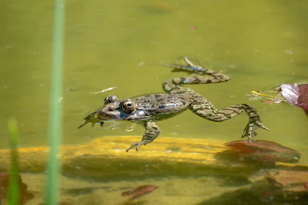 A large green frog swims in the marsh.
