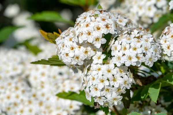 Helle kleine weiße üppige Blumen mit verschwommenem Hintergrund. — Stockfoto