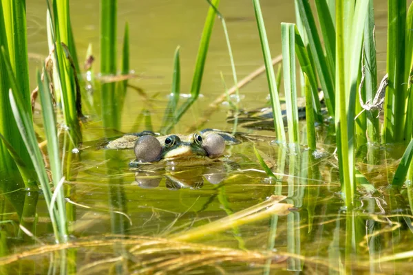 Een grote groene kikker zit in het moeras. — Stockfoto