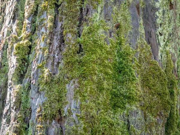 苔で覆われた古い松の幹 — ストック写真