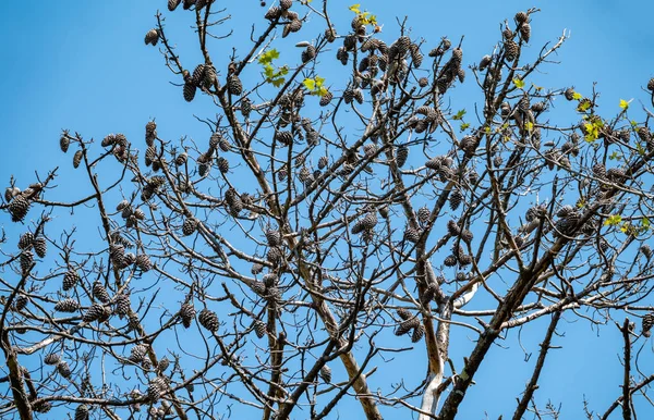 Takken van oud droog grenen zonder naalden — Stockfoto