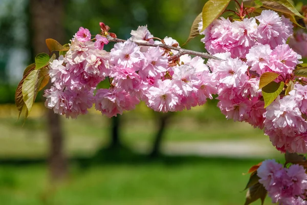 Пишний квітучий рожевий сакура цвіте . — стокове фото