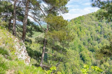 İlkbaharda yeşil bir dağ yamacında çamlar.