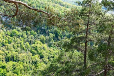 Yeşil bir dağ yamacında çam.