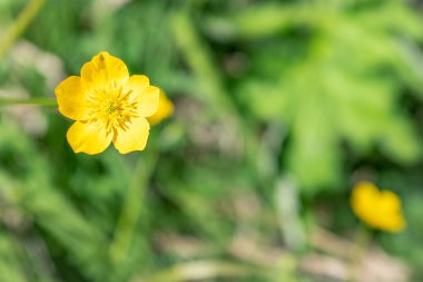 Yellow flower of buttercup mountain Ranunculus montanus.
