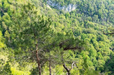 Yeşil bir dağ yamacında çam.