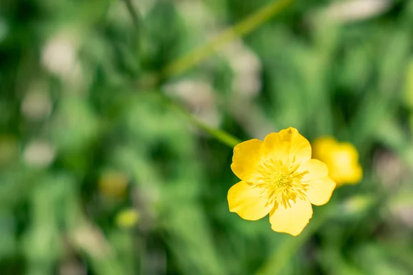 Flor amarilla de la montaña buttercup Ranunculus montanus . — Foto de Stock