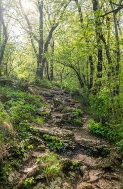 Kireçtaşından kayalık dağ yamacı. Ormanda gün batımı.