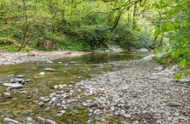 Taşlı bir kanaldaki nehir yoğun yeşil bir ormanın içinden akar..
