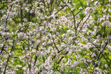 Kalın çiçek açan beyaz çiçeklerile elma ağaçlarının dalları
