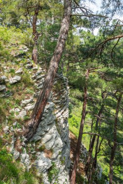 Yeşil bir dağ yamacında çam.