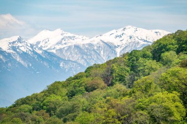 Dağ yamacında kalın bir orman. Ufukta karla kaplı dağlar görülüyor