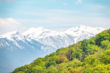 Dağ yamacında kalın bir orman. Ufukta karla kaplı dağlar görülüyor